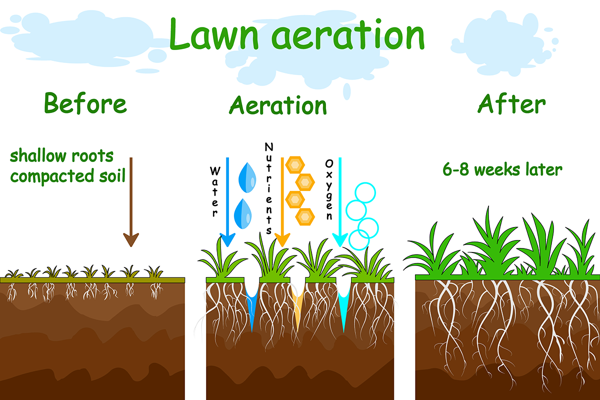 Lawn aeration diagram