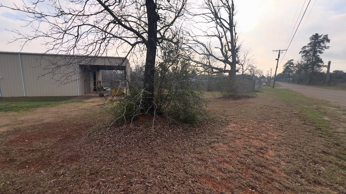 Tree and fence line with heavy brush before clearing