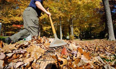Worker raking leaves in a yard